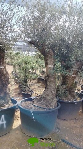 OLEA EUROPAEA BONSAI C160-230L 60/80 HT175/200
