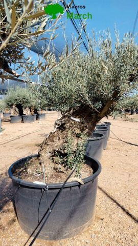OLEA EUROPAEA BONSAI C160-230L 60/80 HT175/200