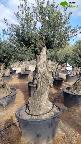 OLEA EUROPAEA BONSAI C160-230L 60/80 HT175/200