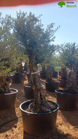 OLEA EUROPAEA BONSAI C160-230L 60/80 HT175/200
