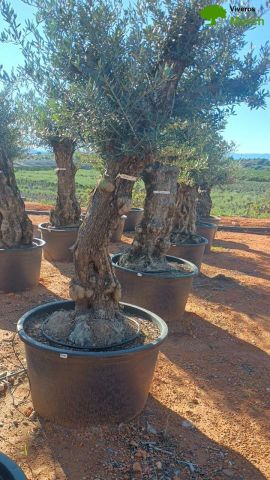 OLEA EUROPAEA BONSAI C160-230L 60/80 HT175/200