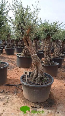 OLEA EUROPAEA BONSAI C160-230L 60/80 HT175/200