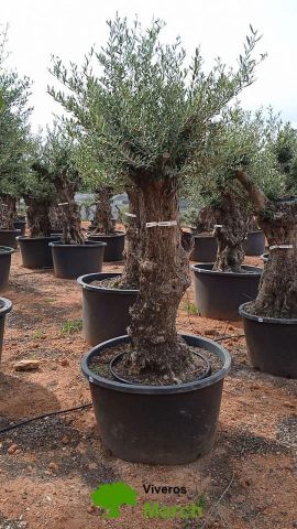 OLEA EUROPAEA BONSAI C160-230L 60/80 HT175/200