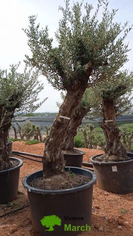 OLEA EUROPAEA BONSAI C160-230L 60/80 HT175/200