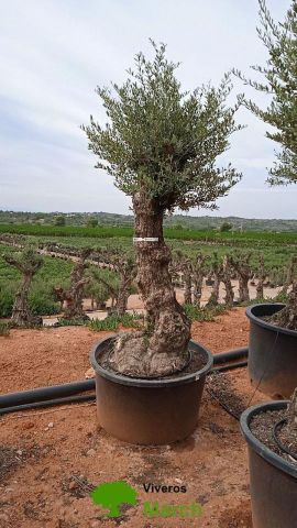 OLEA EUROPAEA BONSAI C160-230L 60/80 HT175/200