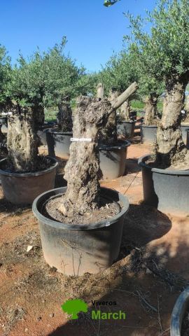 OLEA EUROPAEA BONSAI C160-230L 60/80 HT175/200