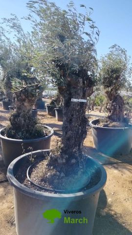 OLEA EUROPAEA BONSAI C160-230L 60/80 HT175/200