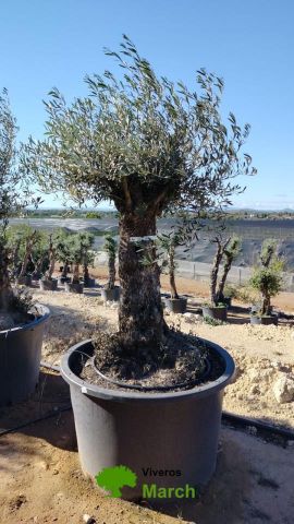 OLEA EUROPAEA BONSAI C160-230L 60/80 HT175/200