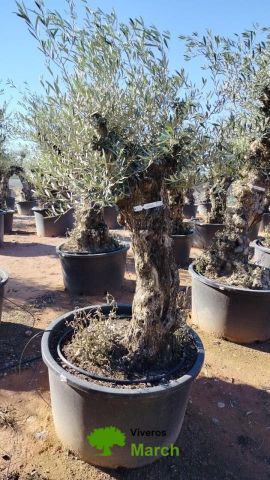 OLEA EUROPAEA BONSAI C160-230L 60/80 HT175/200