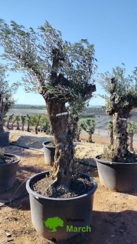 OLEA EUROPAEA BONSAI C160-230L 60/80 HT175/200