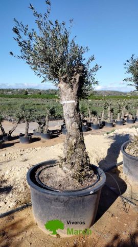 OLEA EUROPAEA BONSAI C160-230L 60/80 HT175/200