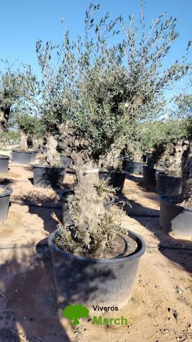 OLEA EUROPAEA BONSAI C160-230L 60/80 HT175/200