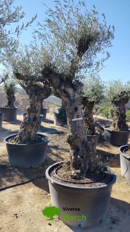 OLEA EUROPAEA BONSAI C160-230L 60/80 HT175/200