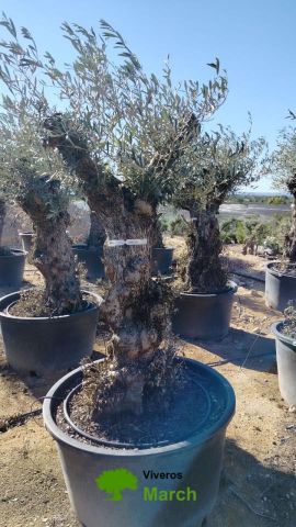 OLEA EUROPAEA BONSAI C160-230L 60/80 HT175/200