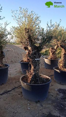 OLEA EUROPAEA BONSAI C160-230L 60/80 HT175/200