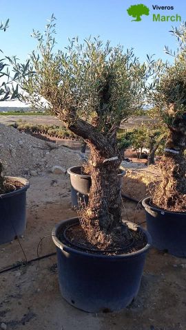 OLEA EUROPAEA BONSAI C160-230L 60/80 HT175/200