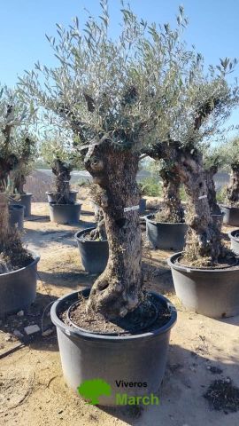 OLEA EUROPAEA BONSAI C160-230L 60/80 HT175/200