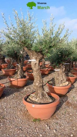 OLEA EUROPAEA-BONSAI 60/80 HT170/220 TERRINA