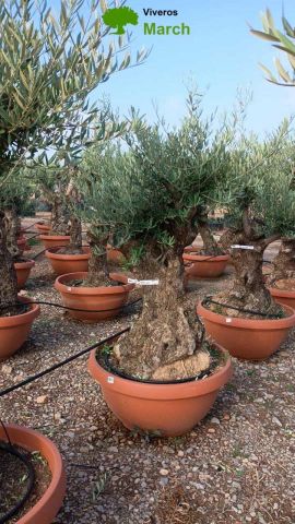 OLEA EUROPAEA-BONSAI 60/80 HT170/220 TERRINA