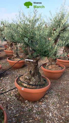 OLEA EUROPAEA-BONSAI 60/80 HT170/220 TERRINA