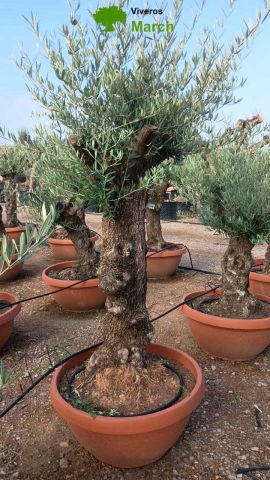 OLEA EUROPAEA-BONSAI 60/80 HT170/220 TERRINA