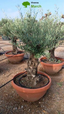 OLEA EUROPAEA-BONSAI 60/80 HT170/220 TERRINA
