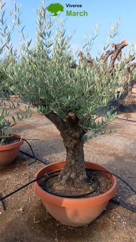 OLEA EUROPAEA-BONSAI 60/80 HT170/220 TERRINA