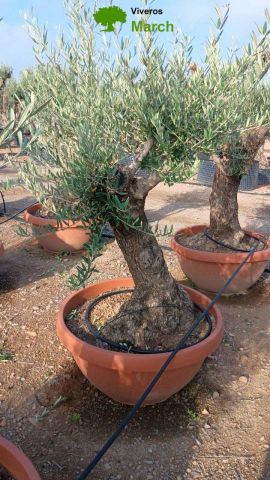 OLEA EUROPAEA-BONSAI 60/80 HT170/220 TERRINA