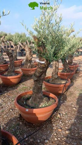 OLEA EUROPAEA-BONSAI 60/80 HT170/220 TERRINA