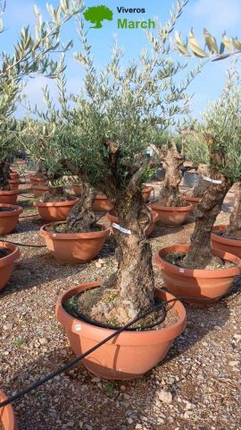 OLEA EUROPAEA-BONSAI 60/80 HT170/220 TERRINA