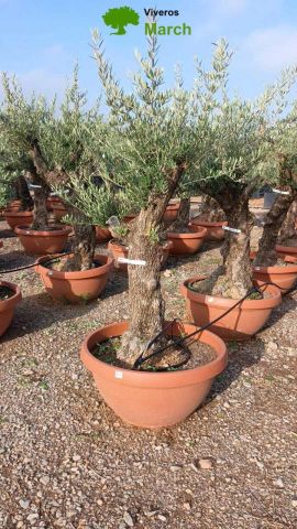 OLEA EUROPAEA-BONSAI 60/80 HT170/220 TERRINA