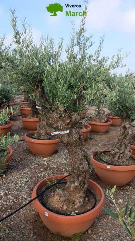 OLEA EUROPAEA-BONSAI 60/80 HT170/220 TERRINA