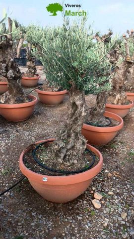 OLEA EUROPAEA-BONSAI 60/80 HT170/220 TERRINA