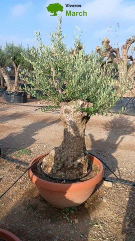 OLEA EUROPAEA-BONSAI 60/80 HT170/220 TERRINA