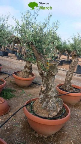 OLEA EUROPAEA-BONSAI 60/80 HT170/220 TERRINA