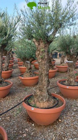 OLEA EUROPAEA-BONSAI 60/80 HT170/220 TERRINA