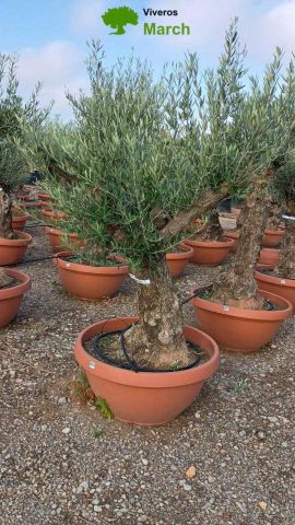 OLEA EUROPAEA-BONSAI 60/80 HT170/220 TERRINA