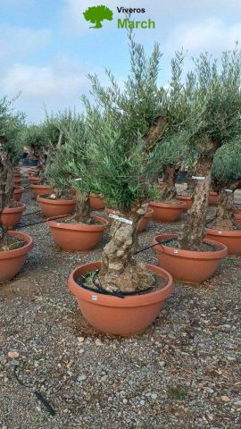 OLEA EUROPAEA-BONSAI 60/80 HT170/220 TERRINA