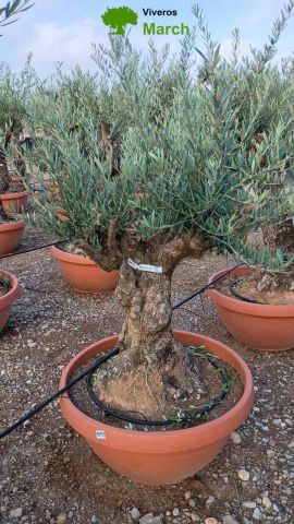 OLEA EUROPAEA-BONSAI 60/80 HT170/220 TERRINA
