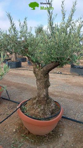 OLEA EUROPAEA-BONSAI 60/80 HT170/220 TERRINA