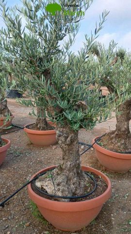 OLEA EUROPAEA-BONSAI 60/80 HT170/220 TERRINA