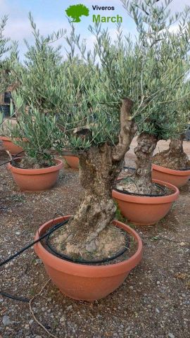 OLEA EUROPAEA-BONSAI 60/80 HT170/220 TERRINA