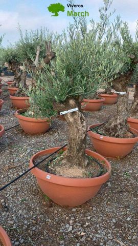 OLEA EUROPAEA-BONSAI 60/80 HT170/220 TERRINA