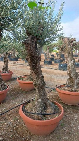 OLEA EUROPAEA-BONSAI 60/80 HT170/220 TERRINA