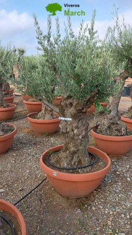 OLEA EUROPAEA-BONSAI 60/80 HT170/220 TERRINA
