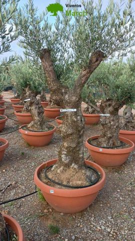 OLEA EUROPAEA-BONSAI 60/80 HT170/220 TERRINA