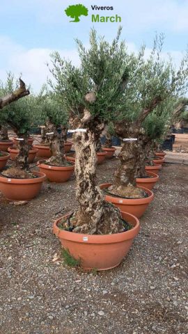OLEA EUROPAEA-BONSAI 60/80 HT170/220 TERRINA