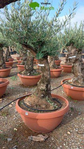 OLEA EUROPAEA-BONSAI 60/80 HT170/220 TERRINA