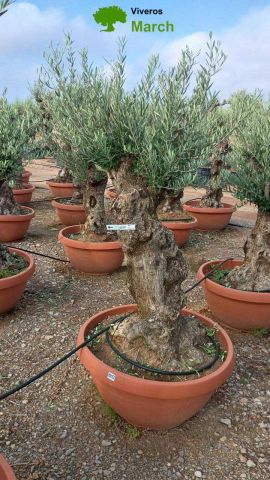 OLEA EUROPAEA-BONSAI 60/80 HT170/220 TERRINA