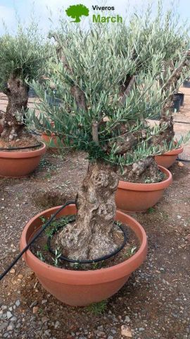 OLEA EUROPAEA-BONSAI 60/80 HT170/220 TERRINA